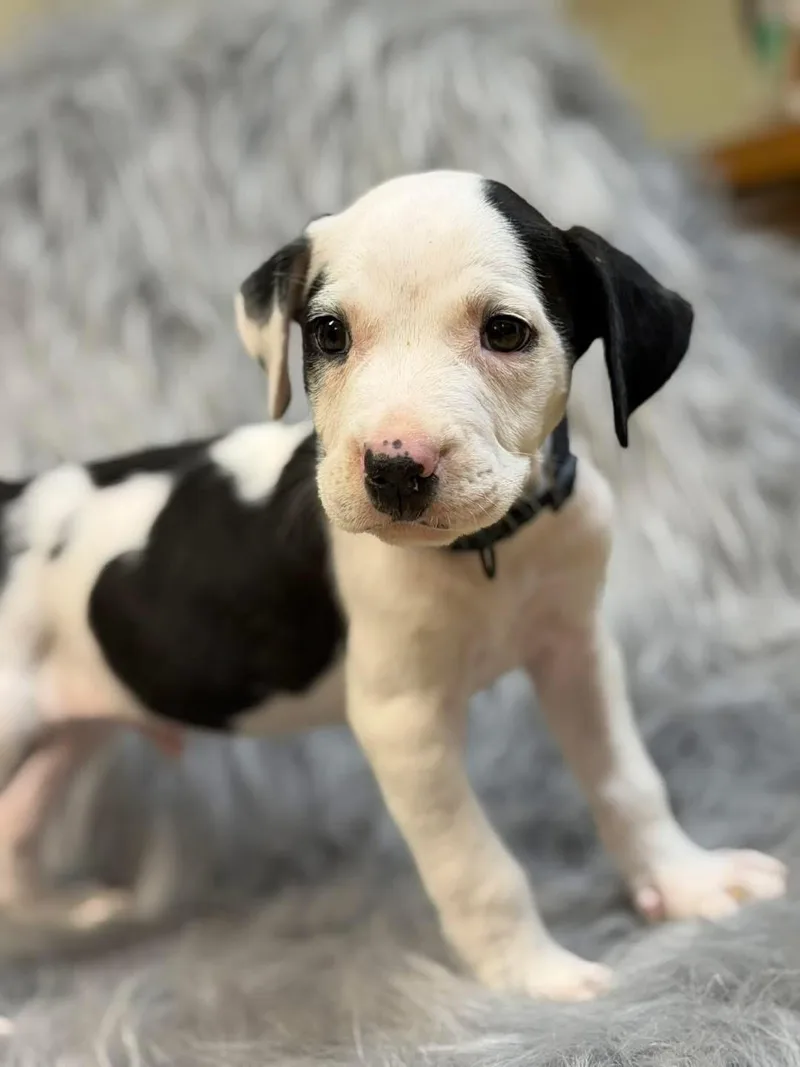 A baby medium-sized male American Bulldog dog named Stevie for adoption in Lutz, FL