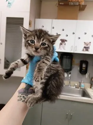 A baby small-sized male Domestic Short Hair cat named Poppy for adoption in Palm Coast, FL