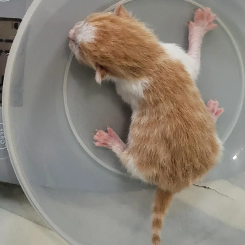 A baby small-sized male Orange / Red Domestic Short Hair cat named Sunflower for adoption in Coos Bay, OR