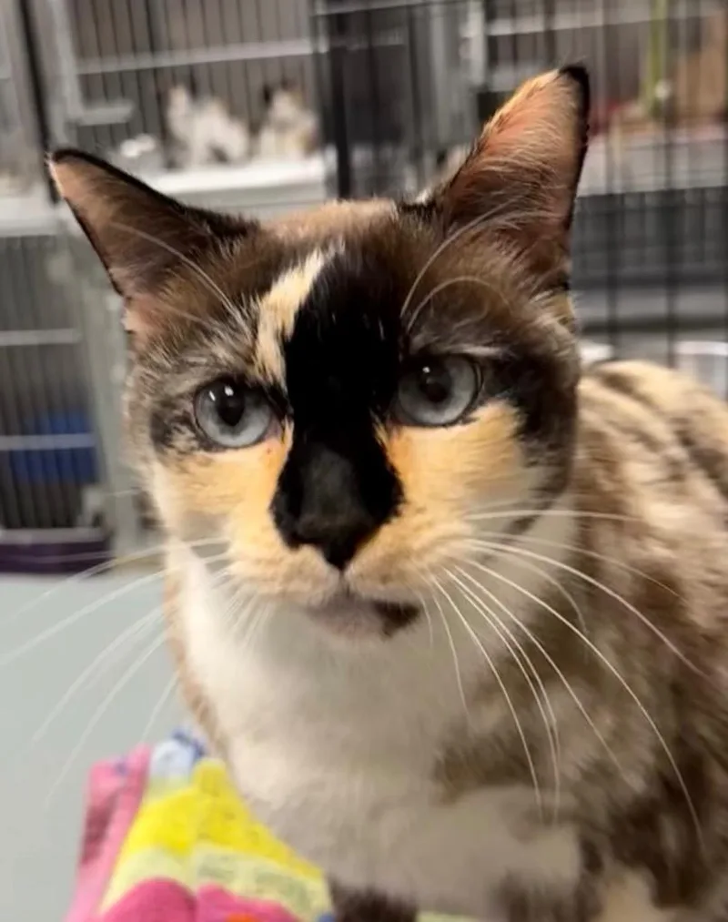 A young medium-sized female Calico cat named Odessa for adoption in Little Rock, AR
