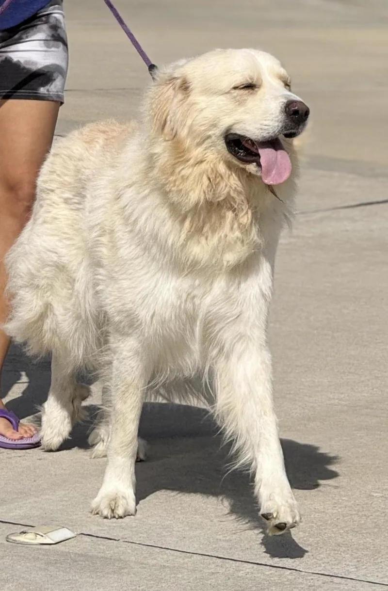 An adult large-sized female Great Pyrenees dog named Suki HTX for adoption in Quinlan, TX