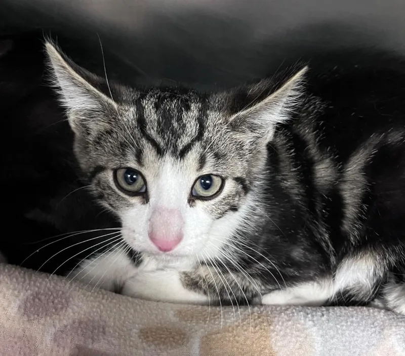 A baby medium-sized male Domestic Short Hair cat named Prismacolor for adoption in Cincinnati, OH