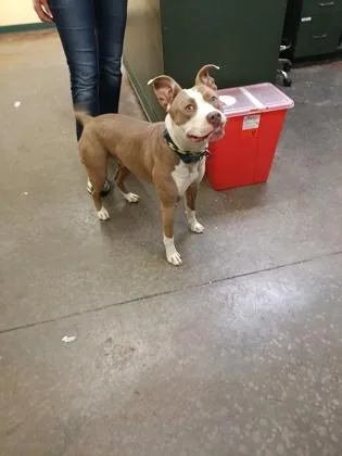 An adult medium-sized female Pit Bull Terrier dog named Daisy May for adoption in Independence, MO
