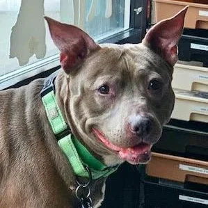 A senior medium-sized female Pit Bull Terrier dog named Lakota for adoption in Chicago, IL