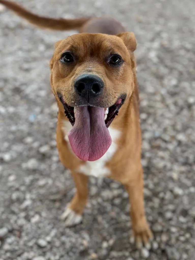 A young medium-sized male Mixed Breed dog named Marlo for adoption in Lockhart, TX