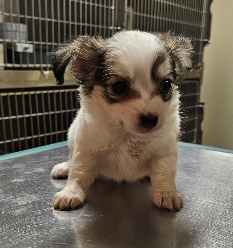A baby small-sized female Shih Tzu dog named April for adoption in Fremont, OH