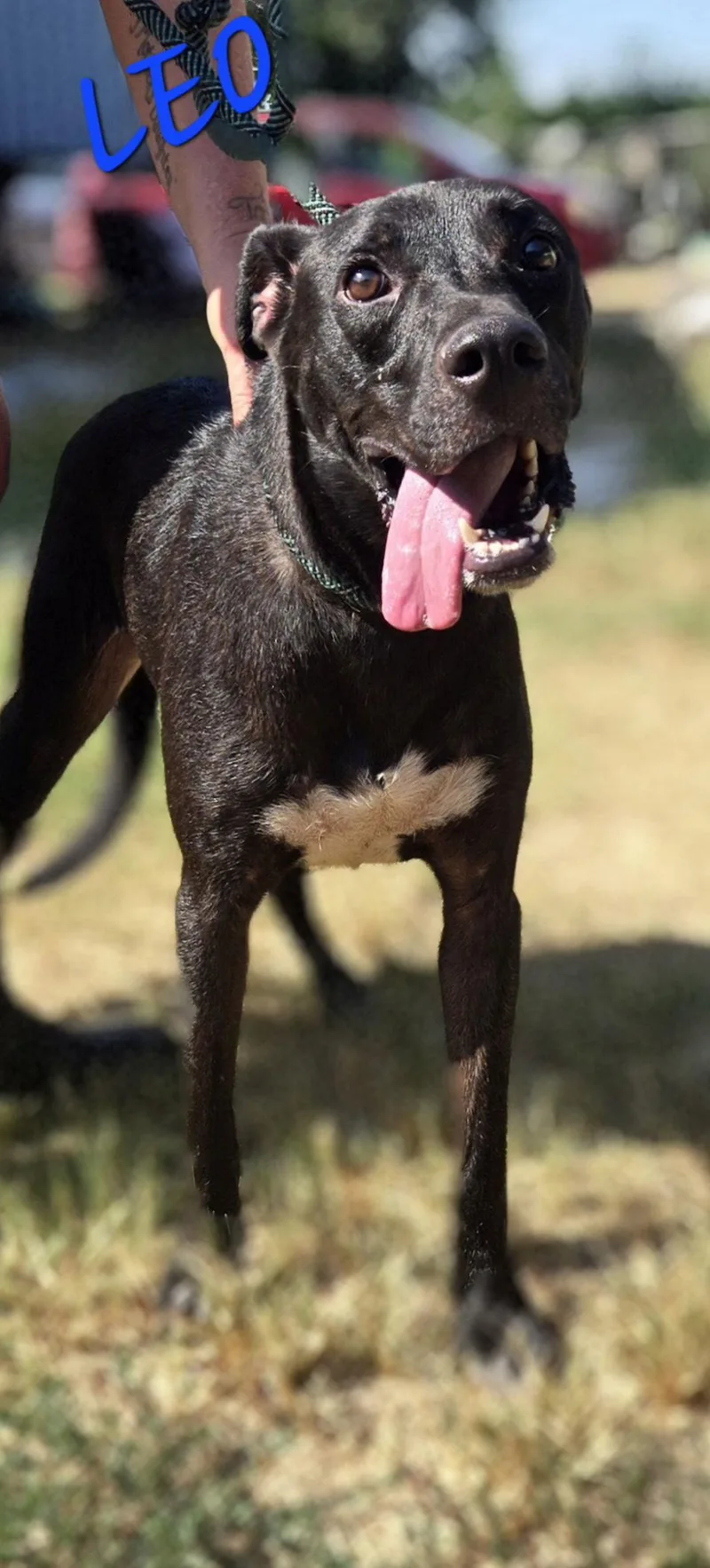 A young medium-sized male Labrador Retriever dog named Leo for adoption in Jackson, MS