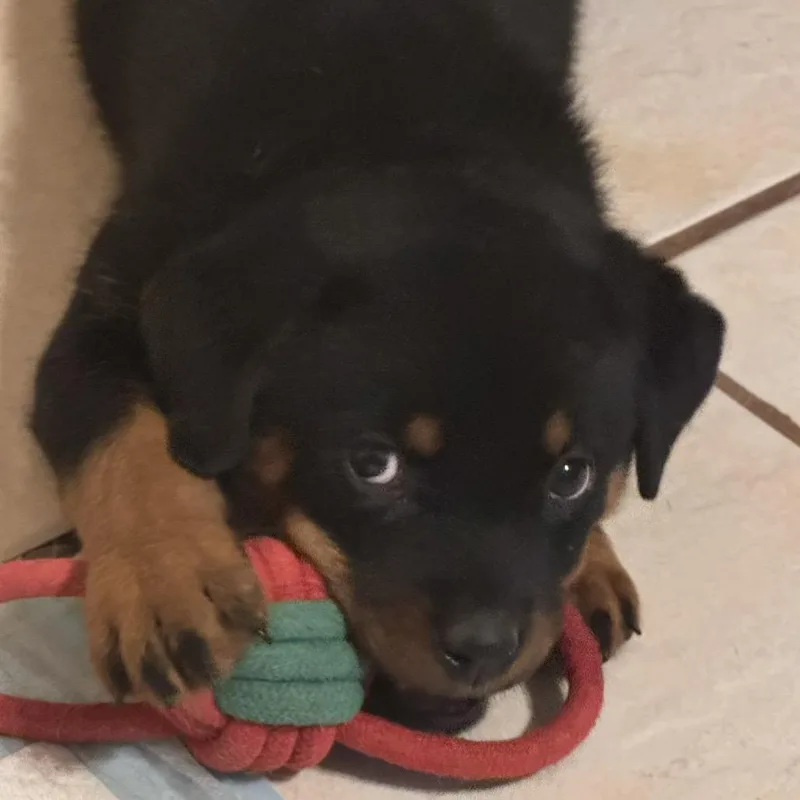 A baby small-sized female Black Rottweiler dog named Mochi for adoption in Phoenix, AZ