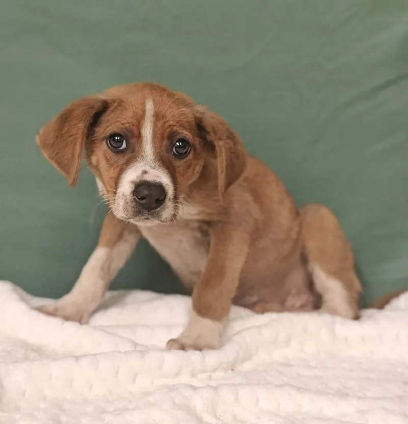 A baby medium-sized female Hound dog named Annie for adoption in Royal Palm Beach, FL