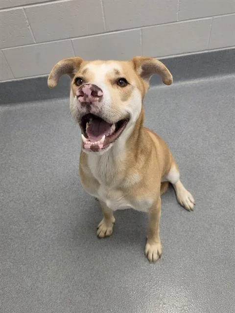 A young extra large-sized male Labrador Retriever dog named Koa for adoption in Indianapolis, IN
