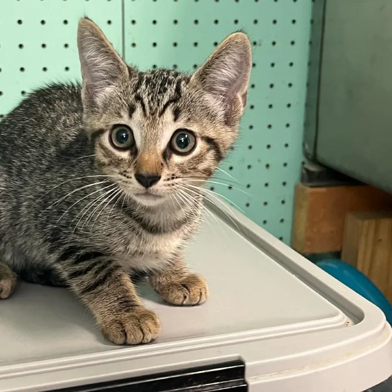 A baby small-sized male Gray / Blue / Silver Domestic Short Hair cat named Peanut for adoption in Hamilton, GA