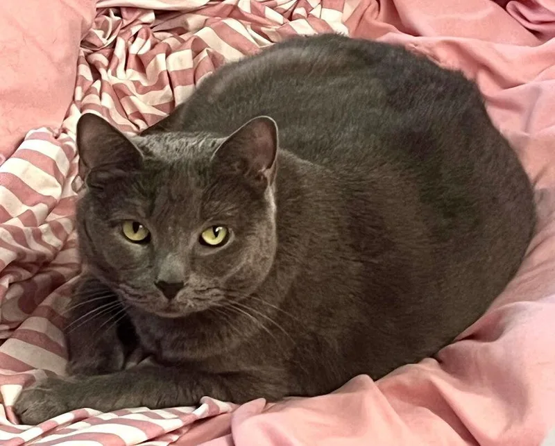 An adult large-sized female Gray / Blue / Silver Domestic Short Hair cat named Margot for adoption in Westwood, NJ