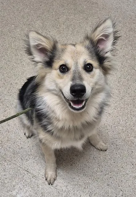 An adult medium-sized male Tricolor (Brown, Black, & White) German Shepherd Dog dog named Braxton URGENT for adoption in Thousand Oaks, CA