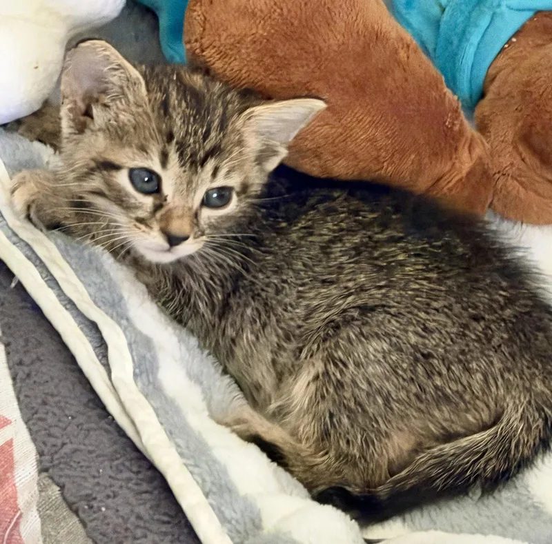 A baby medium-sized female American Shorthair cat named Marina for adoption in Roanoke, AL