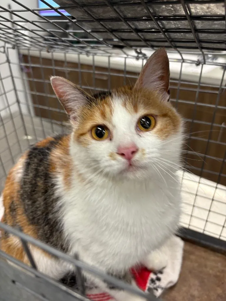 A young medium-sized female Domestic Short Hair cat named Seneca for adoption in Clarksville, TN