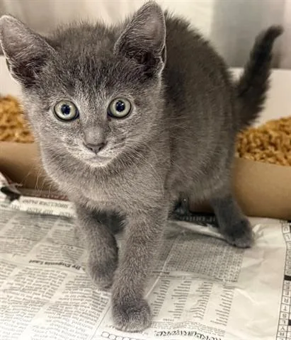 A baby small-sized female Domestic Short Hair cat named Ladybug for adoption in San Martin, CA