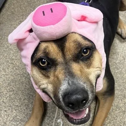 An adult large-sized female Shepherd dog named Klover for adoption in Knoxville, TN