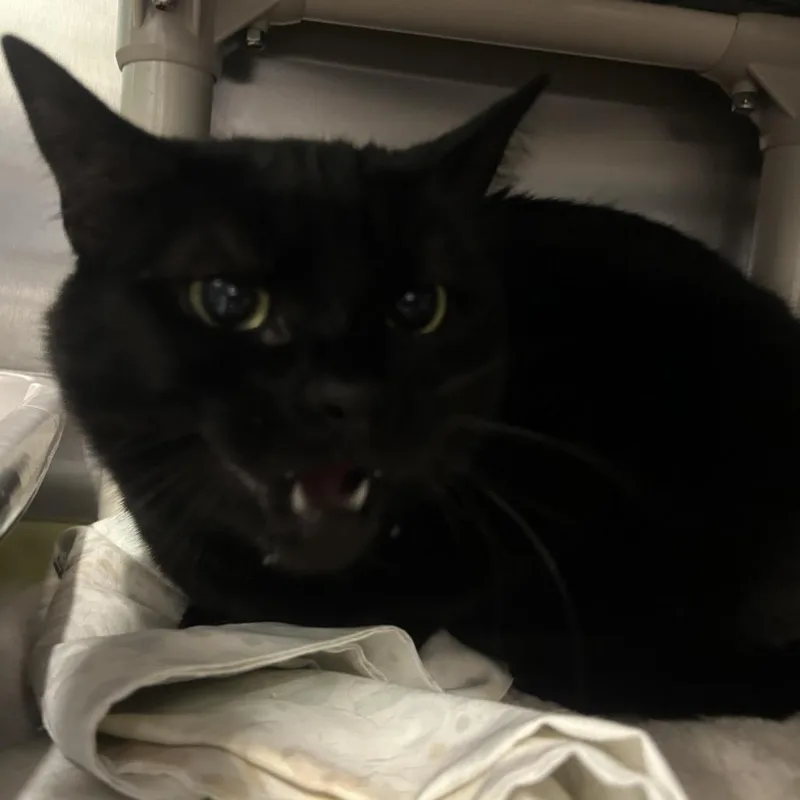 An adult large-sized female Black Domestic Short Hair cat named Shadow for adoption in Wilmington, DE