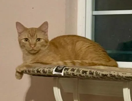 Finn =^.^= thumbnail 2