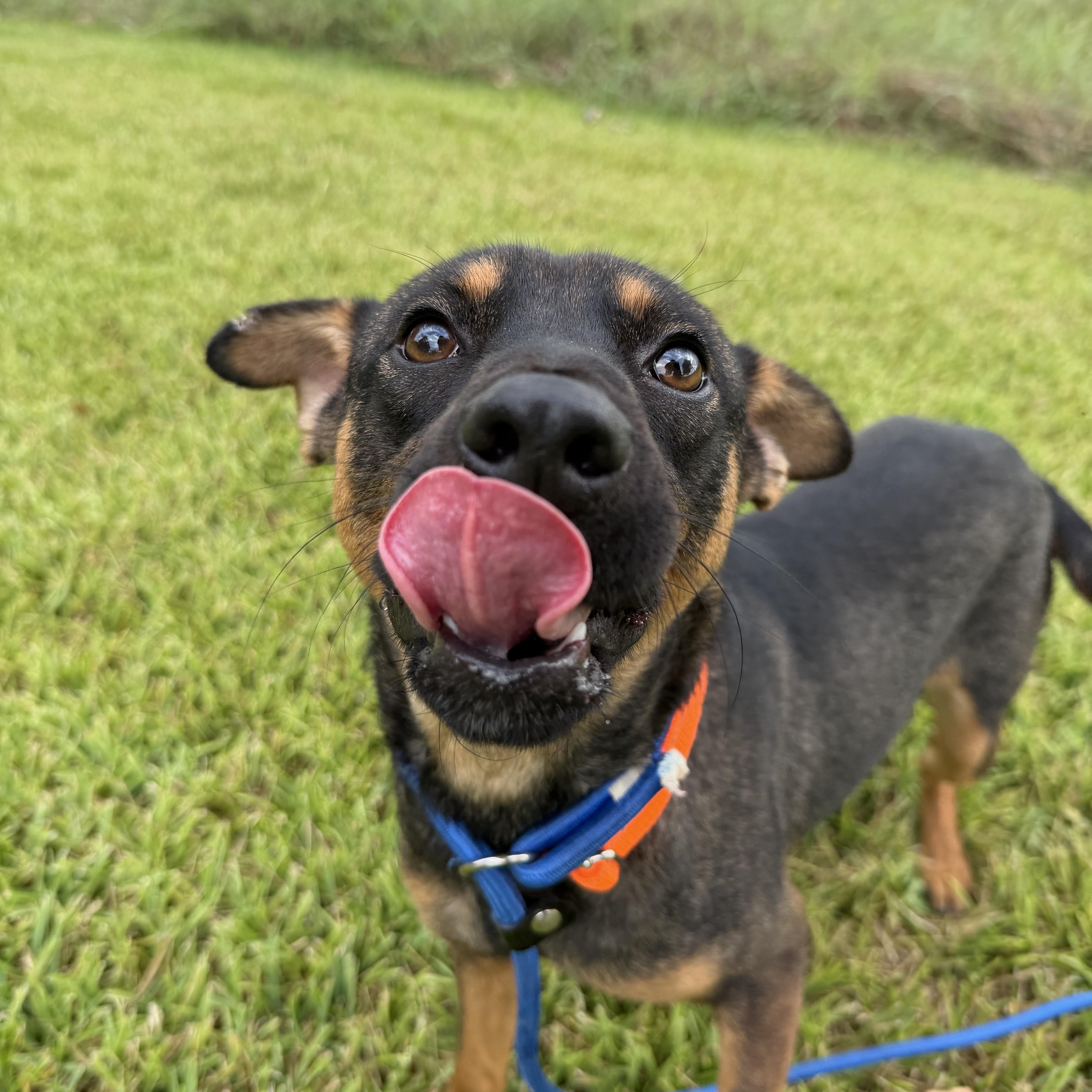 A baby small-sized male Bicolor Mixed Breed dog named Chester for adoption in Pearland, TX