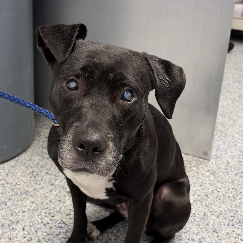 An adult medium-sized female Black Mixed Breed dog named LilaAnne for adoption in Greenville, SC
