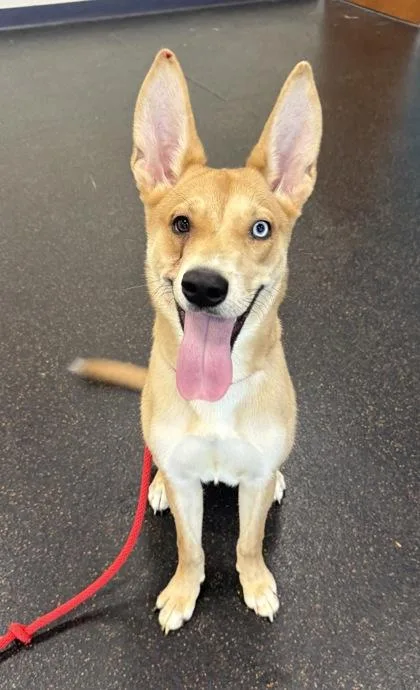A young medium-sized female Shepherd dog named Stacy for adoption in Westland, MI