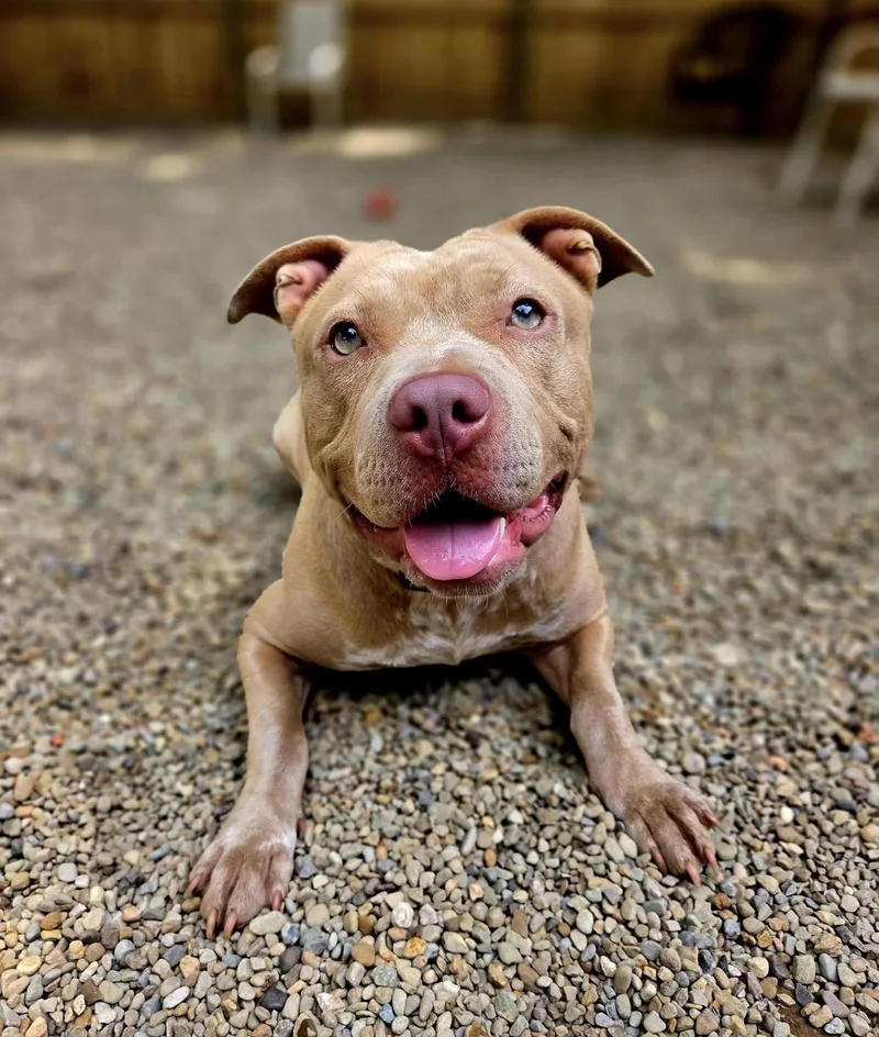 An adult medium-sized female American Bully dog named Billie Jean for adoption in Youngstown, OH