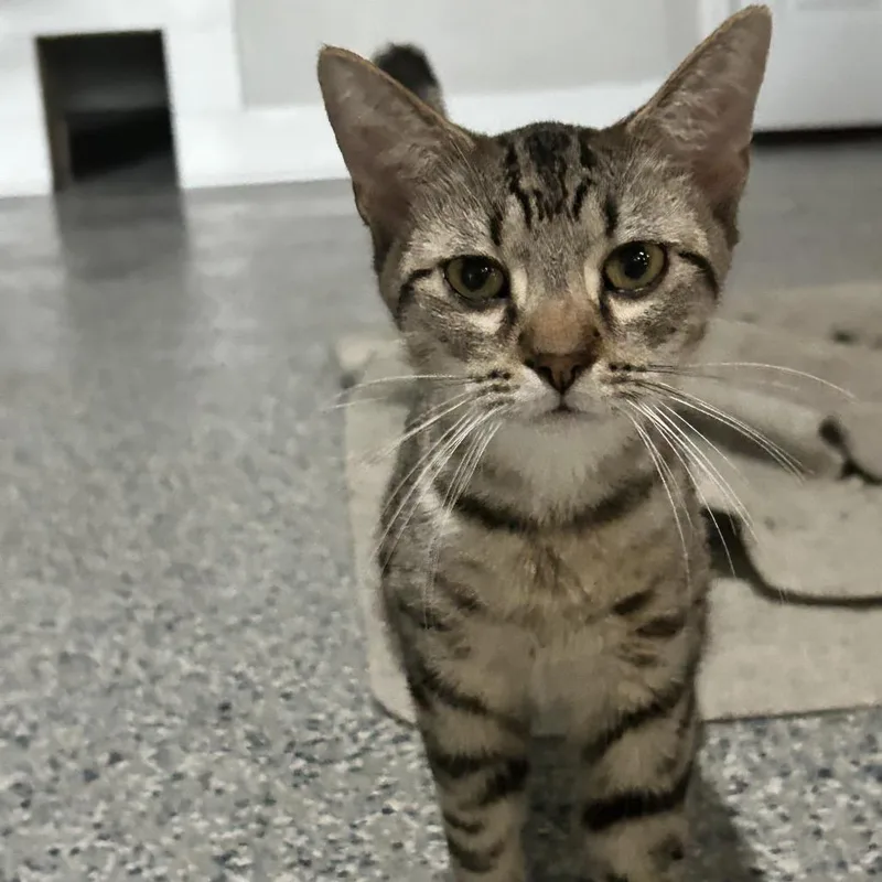A young medium-sized male Brown / Chocolate Domestic Short Hair cat named Sprout for adoption in Nashville, TN