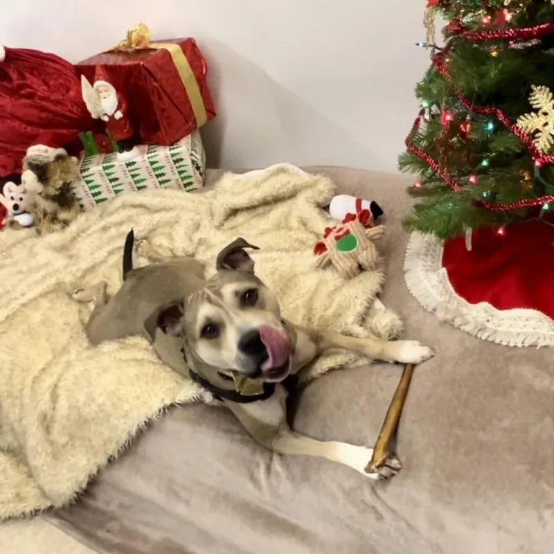 An adult medium-sized male Yellow / Tan / Blond / Fawn Mixed Breed dog named Doogie for adoption in New York, NY