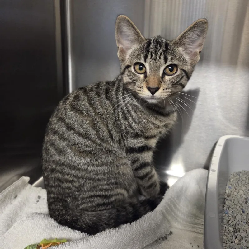 A baby small-sized male Gray / Blue / Silver Domestic Short Hair cat named Tiger for adoption in Hinsdale, IL