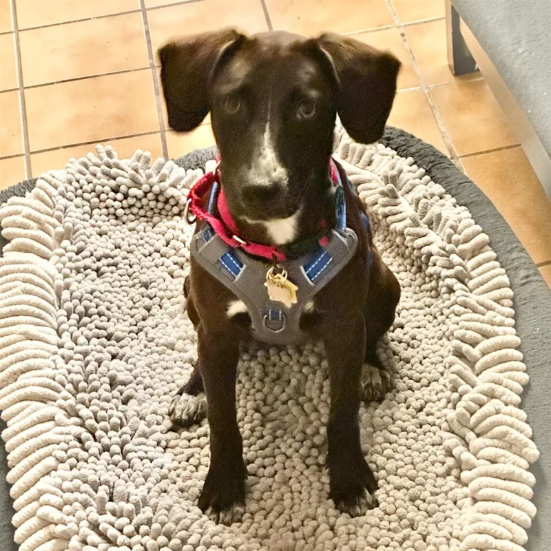 A young medium-sized female Black Mixed Breed dog named Riley for adoption in Hillsborough, NJ