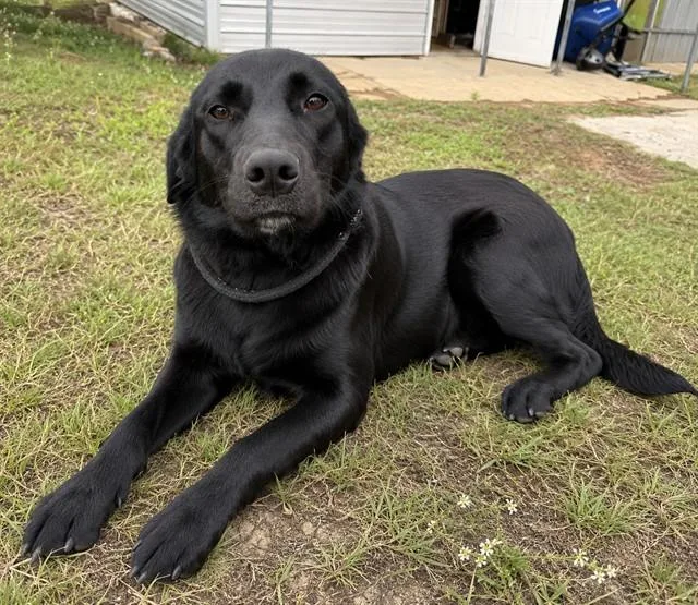 An adult medium-sized female Labrador Retriever dog named Onyx for adoption in Chester, SC