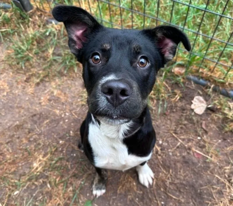 A young large-sized male Tricolor (Brown, Black, & White) Labrador Retriever dog named Gabe for adoption in Sedalia, CO