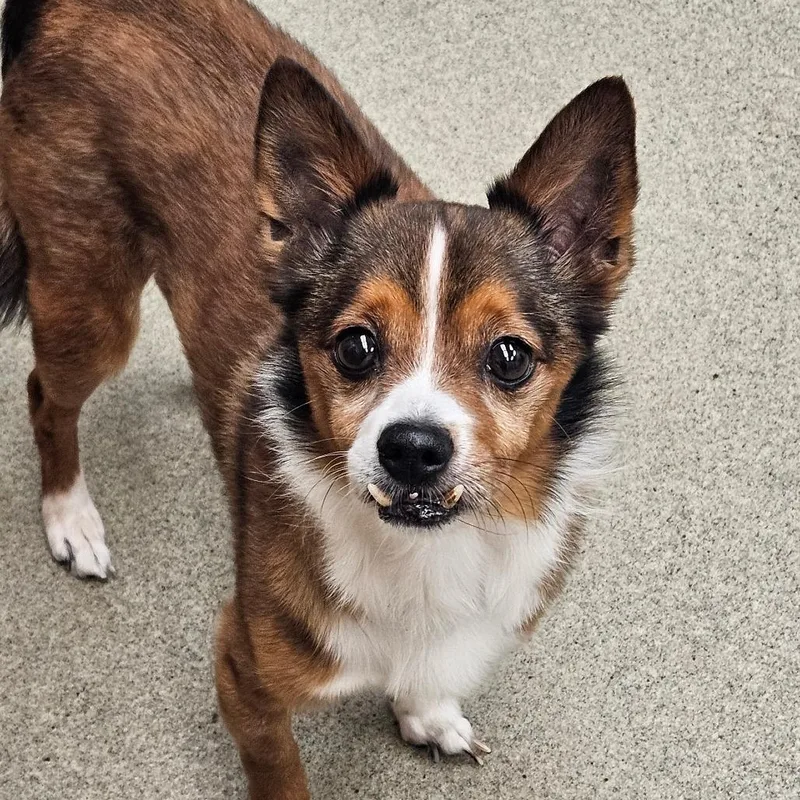 A senior small-sized male Yellow / Tan / Blond / Fawn Chihuahua dog named Alfredo for adoption in Birdsboro, PA