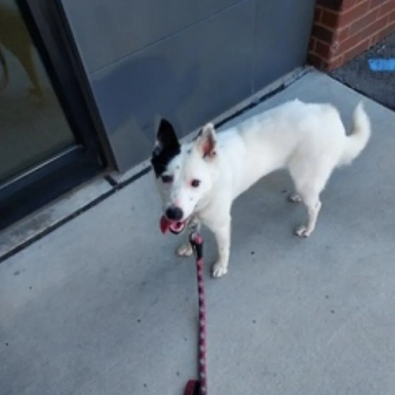 A young medium-sized female Border Collie dog named Snow for adoption in Aurora, IL