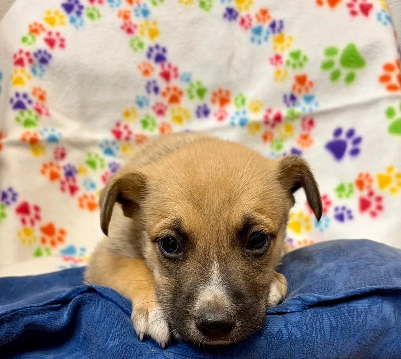 A baby medium-sized male Shepherd dog named Pigmy for adoption in Clinton, SC
