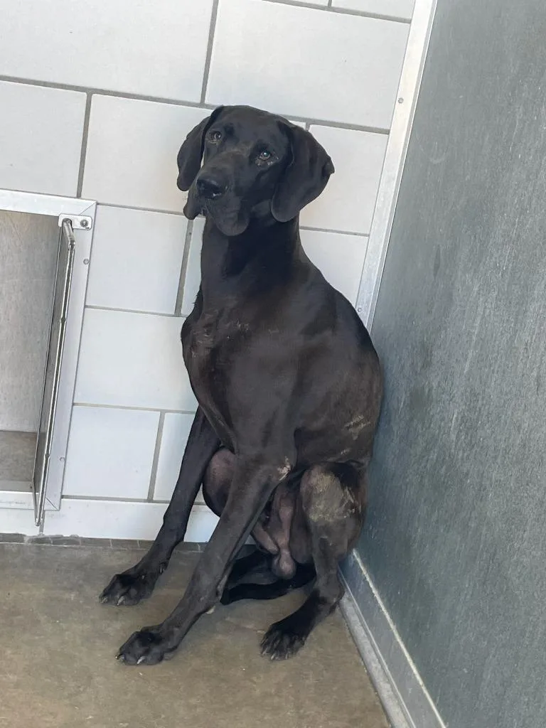 An adult extra large-sized male Black Great Dane dog named Apollo for adoption in Bullard, TX