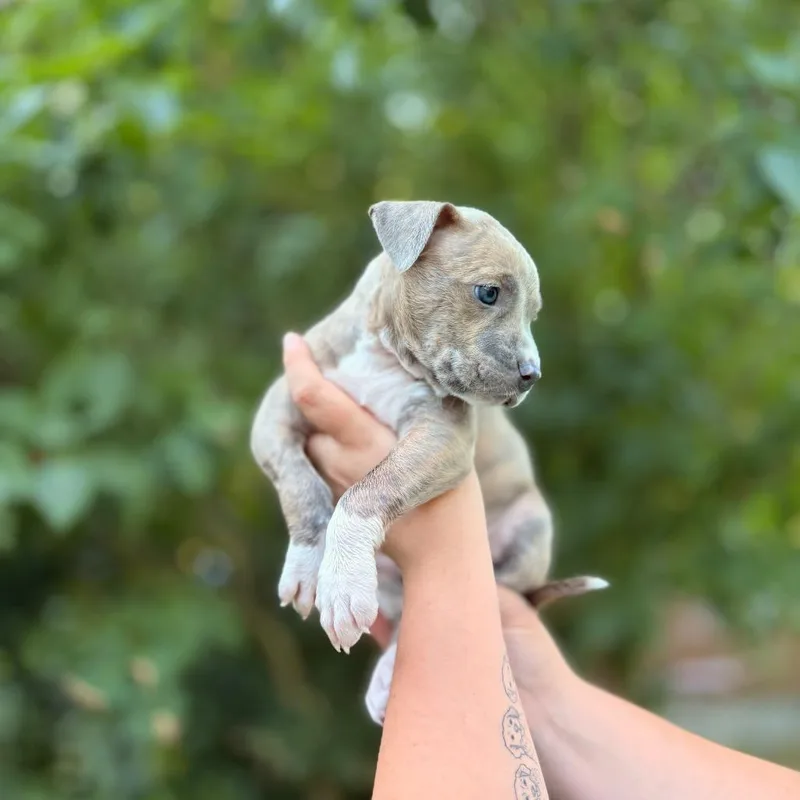 A baby small-sized male Yellow / Tan / Blond / Fawn Pit Bull Terrier dog named Bugz for adoption in Bellingham, WA
