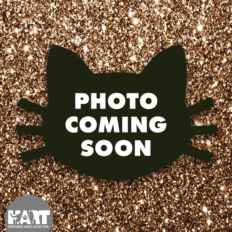 A baby medium-sized male Black Domestic Short Hair cat named Victor for adoption in Harrisburg, PA