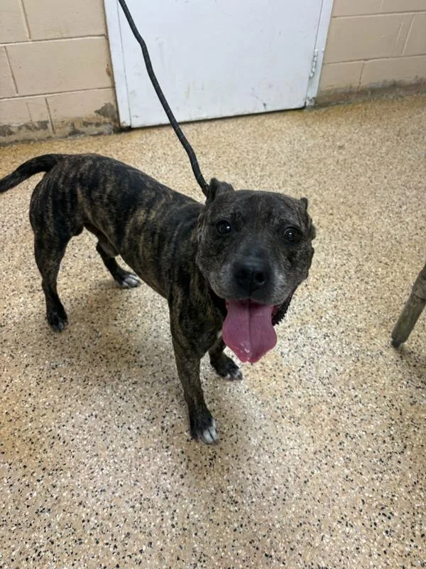A senior medium-sized male Mastiff dog named Diesel for adoption in Melbourne, FL
