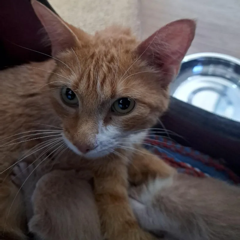 An adult medium-sized female Orange / Red Domestic Short Hair cat named Kanga for adoption in Chapel Hill, NC