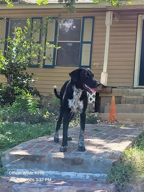 An adult medium-sized female Australian Cattle Dog / Blue Heeler dog named Star for adoption in San Antonio, TX