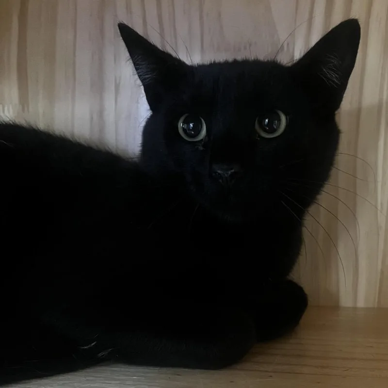 A young medium-sized male Black Domestic Short Hair cat named Calvin for adoption in Yucca Valley, CA