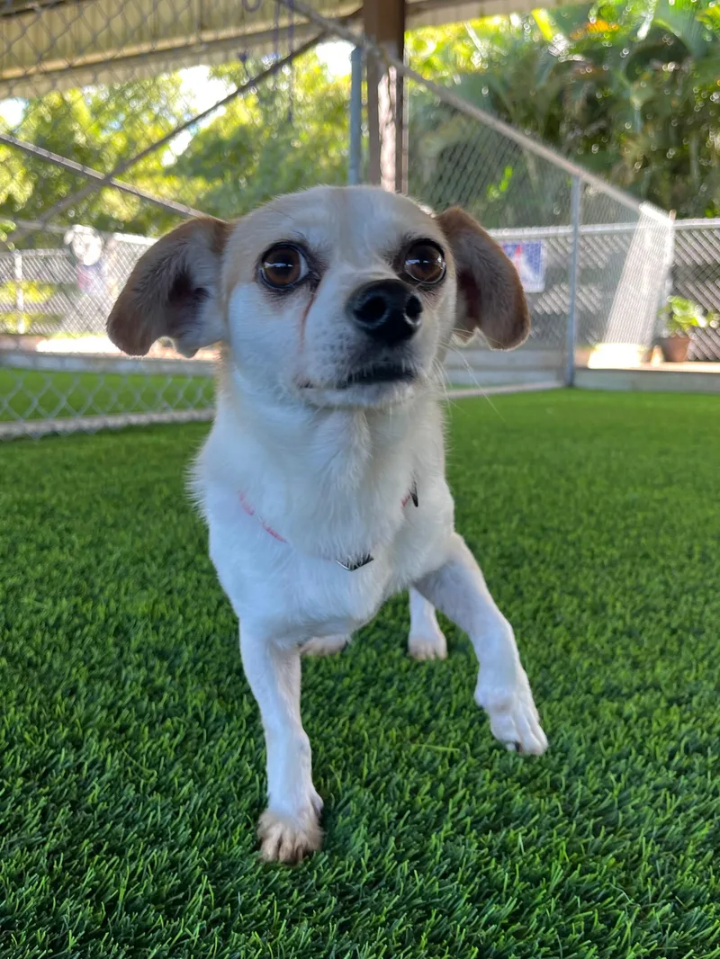 A senior small-sized female White / Cream Mixed Breed dog named Sharla for adoption in Brooklyn, NY