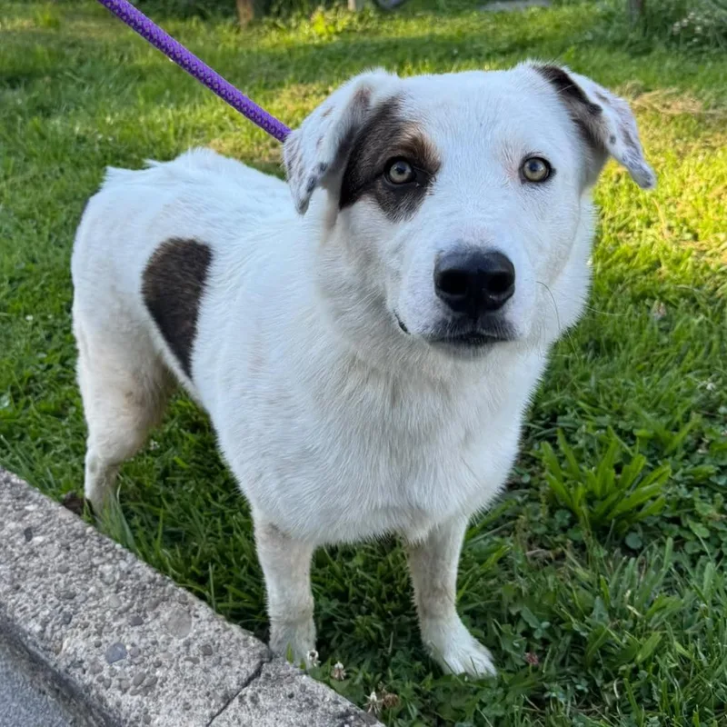 A young small-sized male White / Cream Collie dog named Simon for adoption in Shinnston, WV