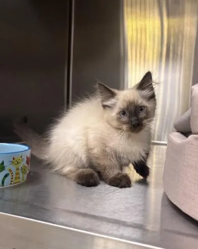 A baby medium-sized male Domestic Long Hair cat named Yeti for adoption in Collierville, TN