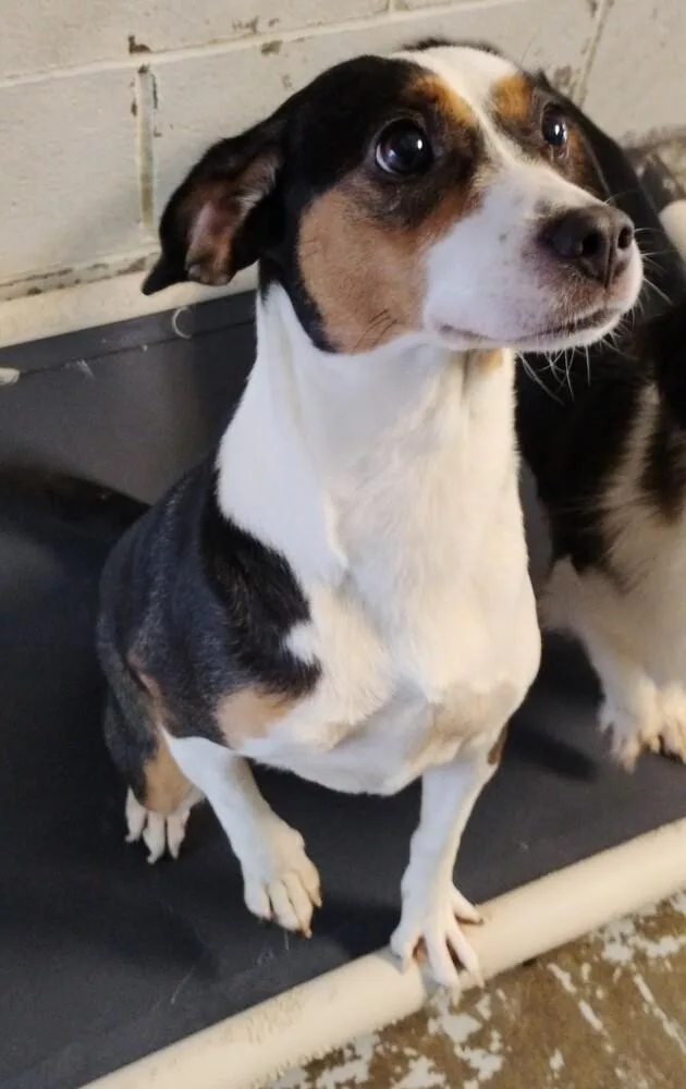 An adult small-sized female Tricolor (Brown, Black, & White) Terrier dog named Priscilla for adoption in New Lexington, OH