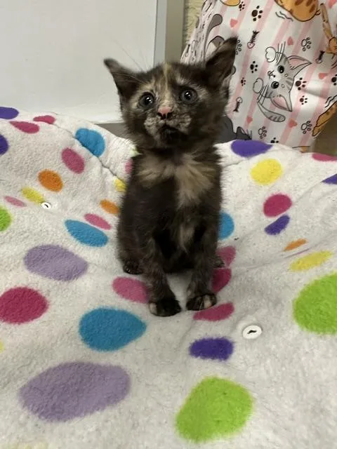 A baby small-sized female Tortoiseshell cat named Windy for adoption in Parlier, CA