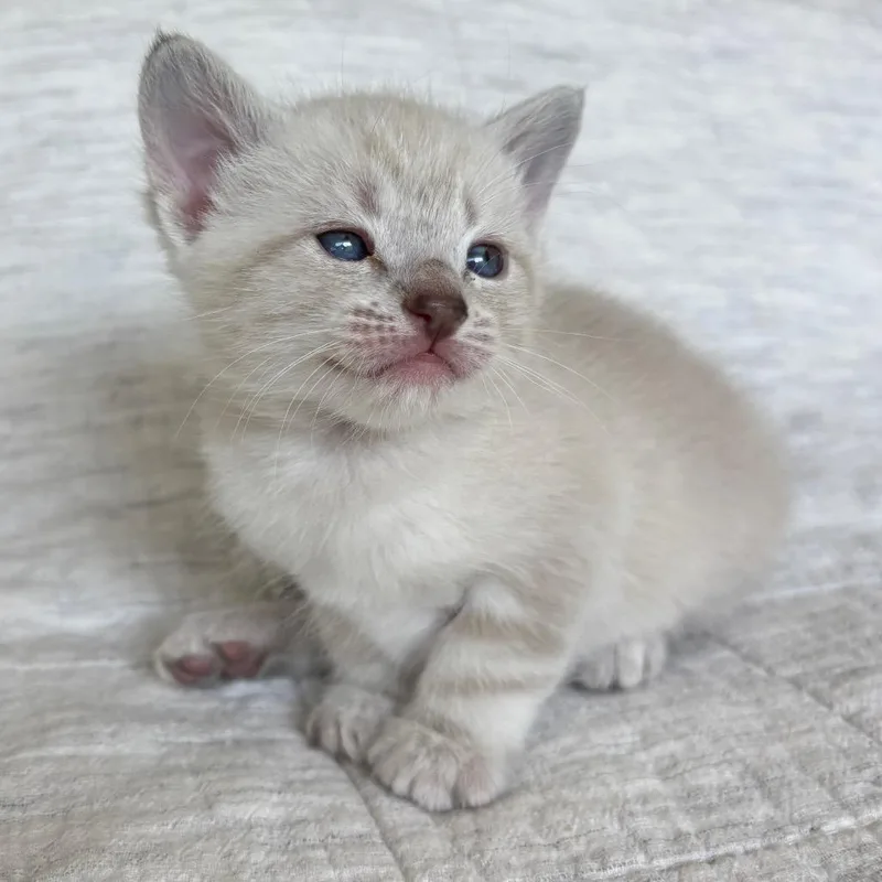 A baby small-sized female Gray / Blue / Silver Siamese cat named Toulouse for adoption in Agoura Hills, CA