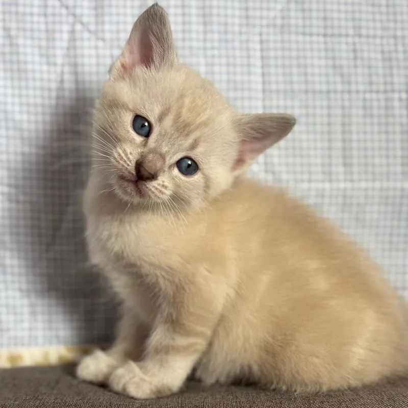 Toulouse thumbnail 3